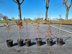 Bukas paprastasis (Lot Fagus sylvatica)  C2,5/P18 80-100 CM