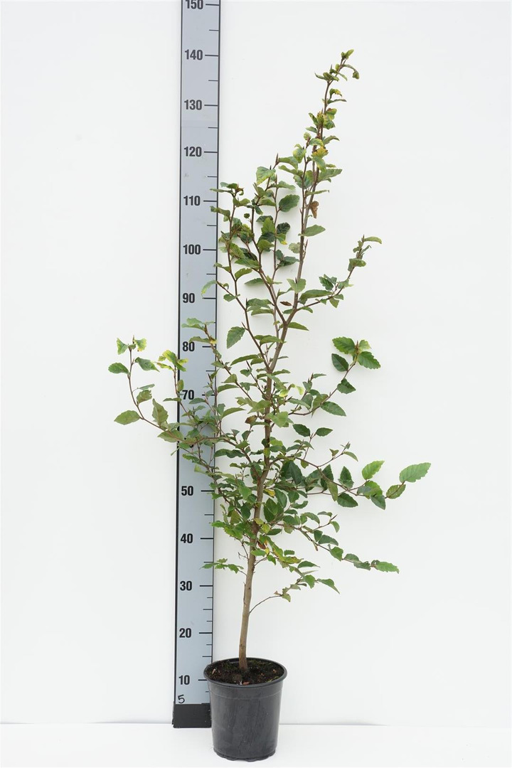 Bukas paprastasis (Lot Fagus sylvatica) C2,5/P18 100-125 CM | BUKAI | MEDŽIAI