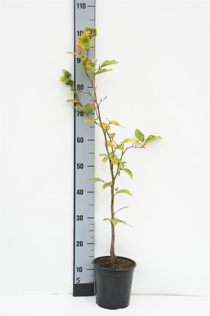 Bukas paprastasis (Lot Fagus sylvatica) C3/P19 60-80 CM | BUKAI | MEDŽIAI