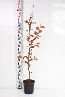 Bukas paprastasis (Lot Fagus sylvatica) C3/P19 80-100 CM | BUKAI | MEDŽIAI