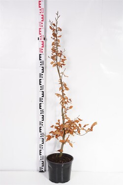 Bukas paprastasis (Lot Fagus sylvatica) C5/P23 100-125 CM | BUKAI | MEDŽIAI
