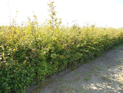 Bukas paprastasis (Lot Fagus sylvatica)  1+2 50-80 CM