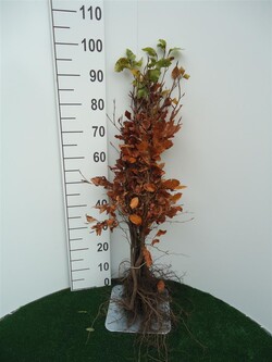 Bukas paprastasis (Lot Fagus sylvatica)  1+2 60-80 CM