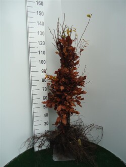 Bukas paprastasis (Lot Fagus sylvatica)  1+2 80-100 CM