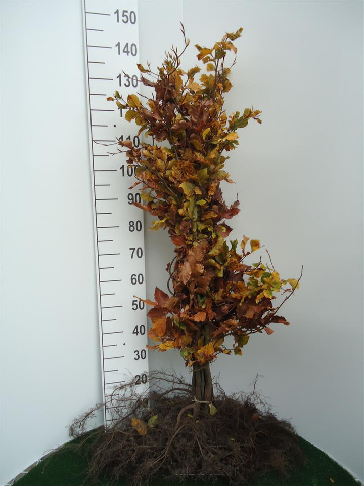 Bukas paprastasis (Lot Fagus sylvatica)  1+2 100-125 CM