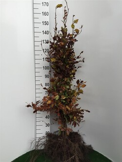Bukas paprastasis (Lot Fagus sylvatica)  1+2 125-150 CM