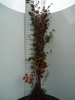 Bukas paprastasis (Lot Fagus sylvatica)  1+2 150-175 CM