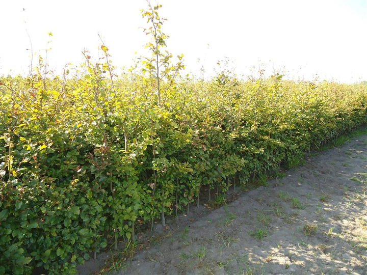 Bukas paprastasis (Lot Fagus sylvatica)  200-250 CM RB