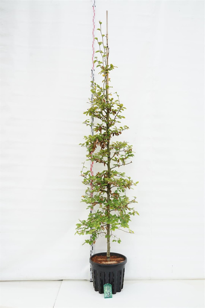 Bukas paprastasis (Lot Fagus sylvatica) C50 KOTO APIMTIS 10-12 CM | BUKAI | MEDŽIAI