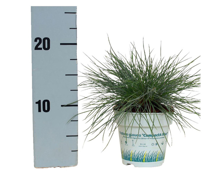 Eraičinas melsvasis (Lot Festuca glauca) 'Compacta Blue' P10.