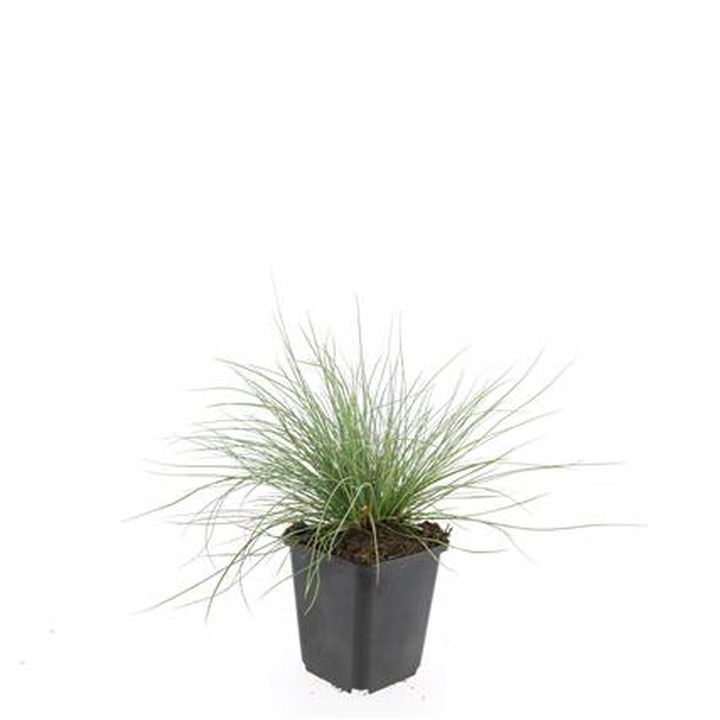 Eraičinas melsvasis (Lot Festuca glauca) 'Elijah Blue' P9 | ERAIČINAS | SMILGOS - VARPINIAI AUGALAI