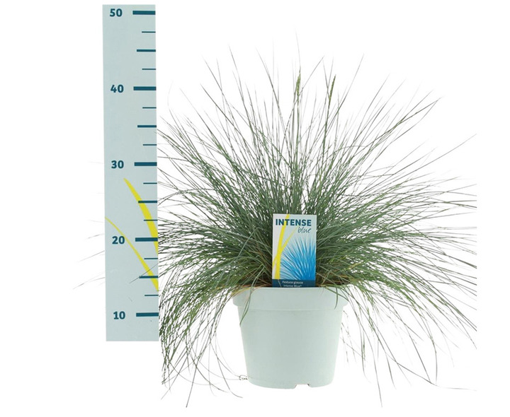 Eraičinas melsvasis'Intense Blue' (Lot Festuca gl.) 'Intense Blue' C2/P17 2 CM | ERAIČINAS | SMILGOS - VARPINIAI AUGALAI