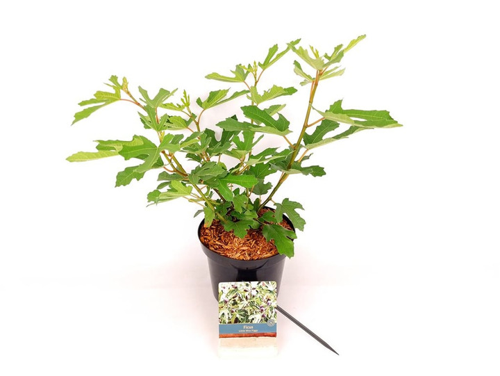 Skiautalapis fikusas (Lot Ficus car.) 'Little Miss Figgy' C3/P19 30-40 CM