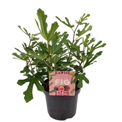 Skiautalapis fikusas (Lot Ficus car.) 'Little Miss Figgy' C7,5/P26 40-50 CM | VINGIORYKŠTĖS | DAUGIAMETĖS GĖLĖS