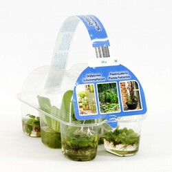 Plūduriuojantys augalai (Lot Floating plants) 6-PACK | VANDENS IR PAKRANČIŲ AUGALAI | AUGALAITAU