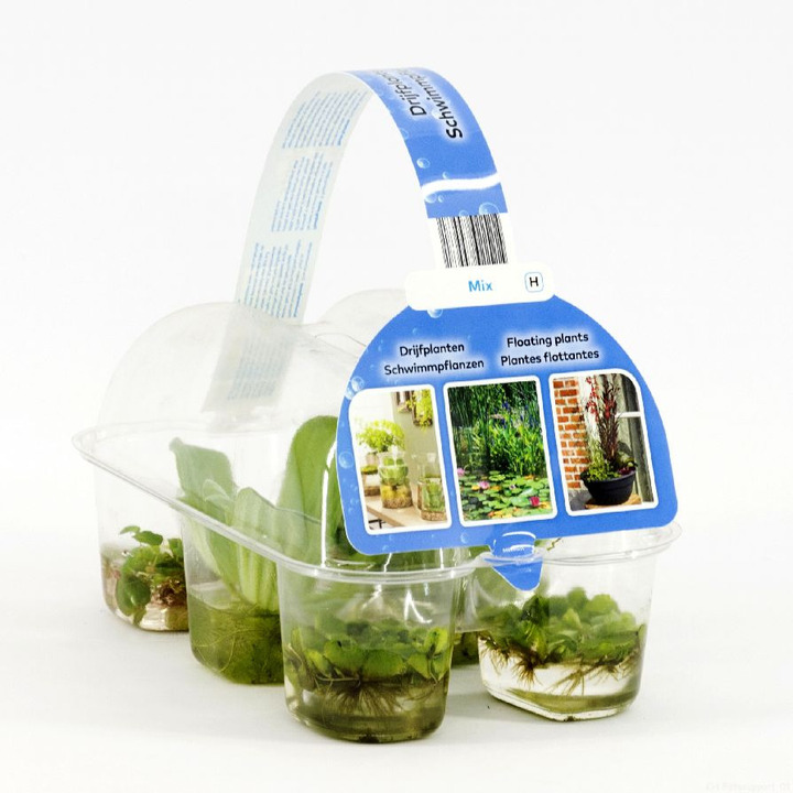 Plūduriuojantys augalai (Lot Floating plants) 6-PACK | VANDENS IR PAKRANČIŲ AUGALAI | AUGALAITAU
