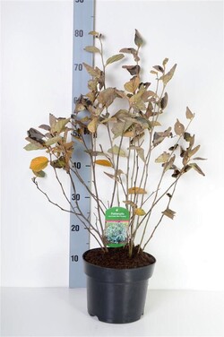 Vokarnis (Lot Fothergilla int.) 'Blue Shadow' C4/P21 30-40 CM - nuotrauka 2