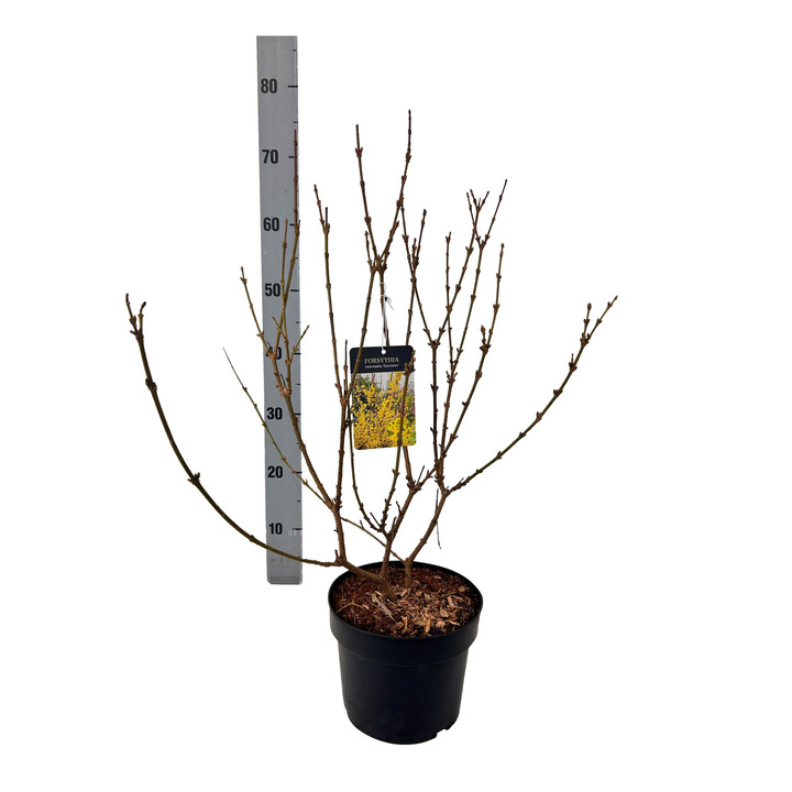 Forsitija tarpinė (Lot Forsythia int.) 'Courtalyn' C3/P19 40-50 CM