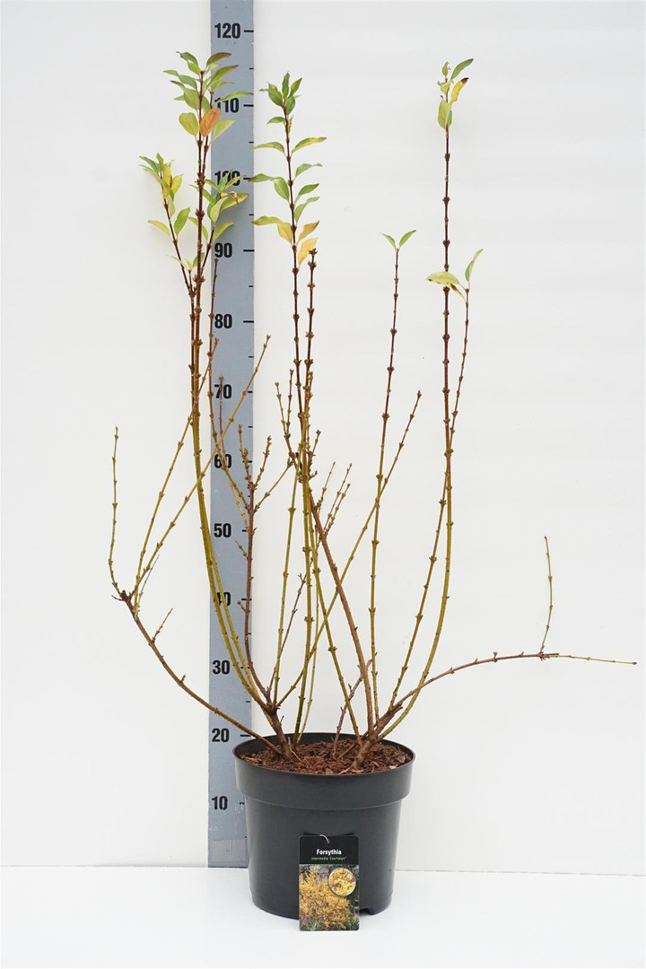 Forsitija tarpinė (Lot Forsythia int.) 'Courtalyn' C7,5/P26 60-80 CM
