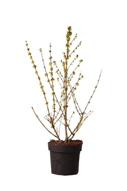 Forsitija tarpinė (Lot Forsythia int.) 'Goldrausch' C10 80-100 CM - nuotrauka 1
