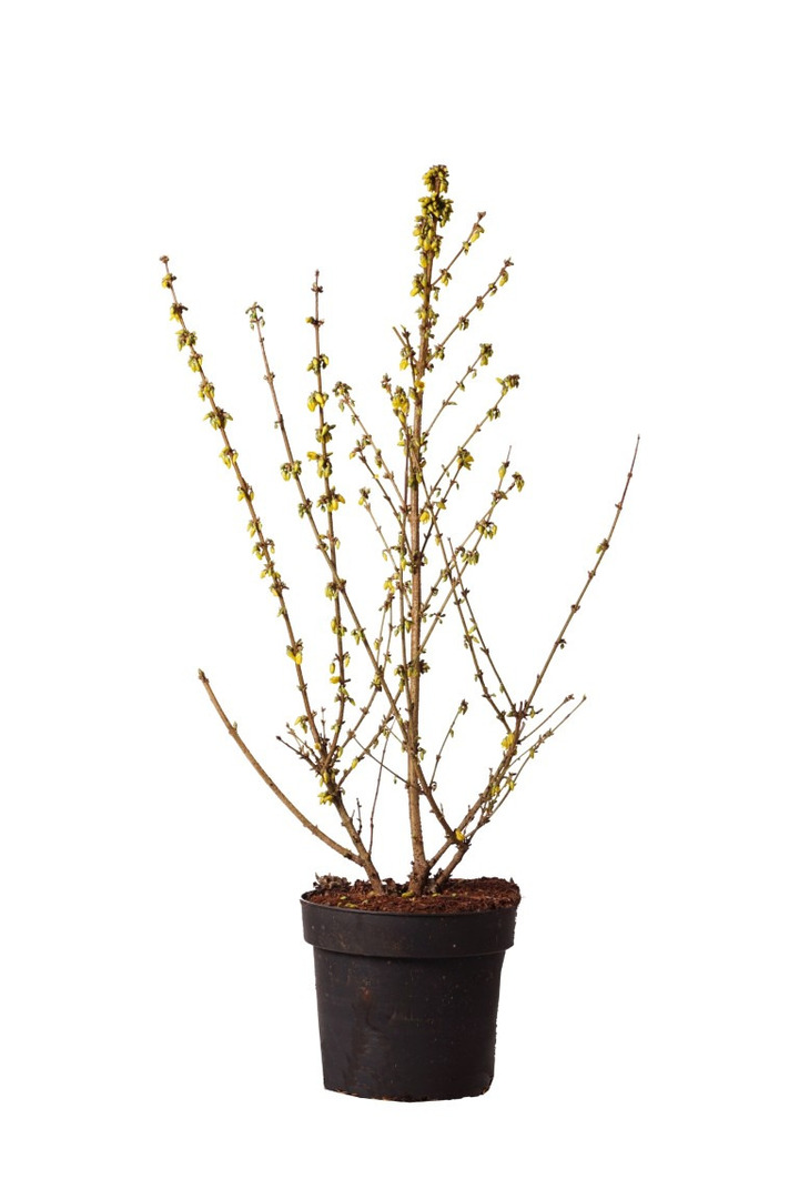 Forsitija tarpinė (Lot Forsythia int.) 'Goldrausch' C10 80-100 CM | FORSITIJOS | KRŪMAI