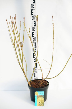 Forsitija tarpinė (Lot Forsythia int.) 'Lynwood' C3/P19 50-60 CM - nuotrauka 1