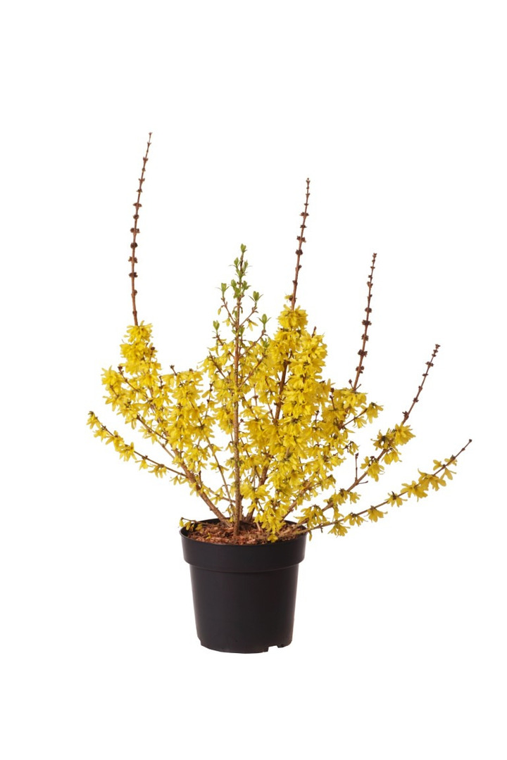 Forsitija tarpinė (Lot Forsythia int.) 'Mikador' C4/P21 40-60 CM