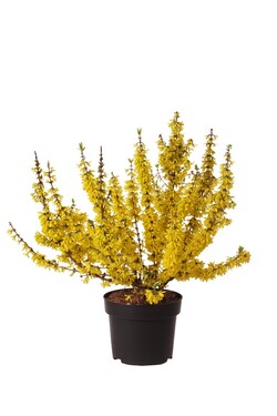 Forsitija tarpinė (Lot Forsythia int.) 'Mikador' C10 80-100 CM - nuotrauka 1