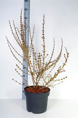 Forsitija tarpinė (Lot Forsythia int.) 'Mikador' C10 80-100 CM - nuotrauka 2