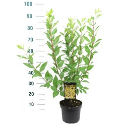 Forsitija tarpinė (Lot Forsythia int.) 'Spectabilis' C3/P19 50-60 CM - nuotrauka 1