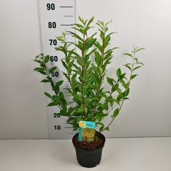 Forsitija tarpinė (Lot Forsythia int.) 'Spectabilis' C3/P19 50-60 CM - nuotrauka 2
