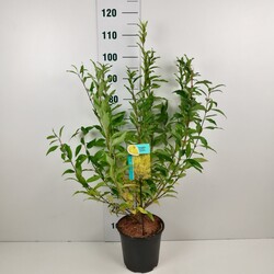 Forsitija tarpinė (Lot Forsythia int.) 'Spectabilis' C6,5/P24 60-80 CM | FORSITIJOS | KRŪMAI