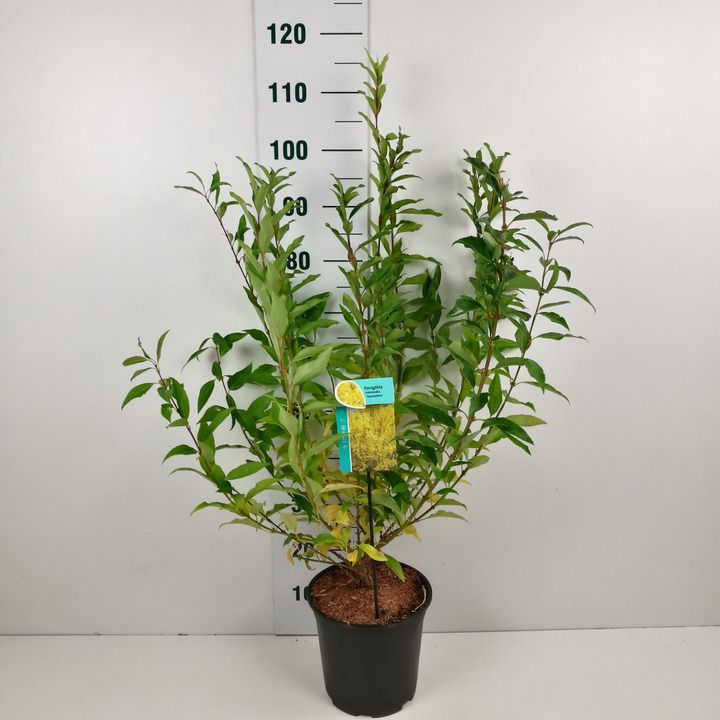 Forsitija tarpinė (Lot Forsythia int.) 'Spectabilis' C6,5/P24 60-80 CM | FORSITIJOS | KRŪMAI