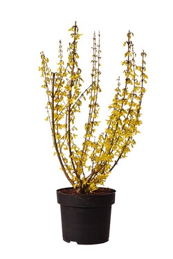 Forsitija tarpinė (Lot Forsythia int.) 'Week-End' C4/P21 60-80 CM