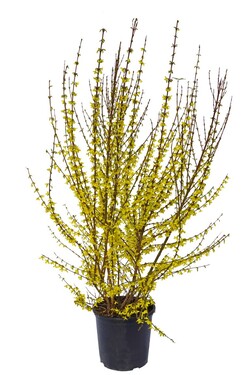 Forsitija tarpinė (Lot Forsythia int.) 'Week-End' C15 100-125 CM