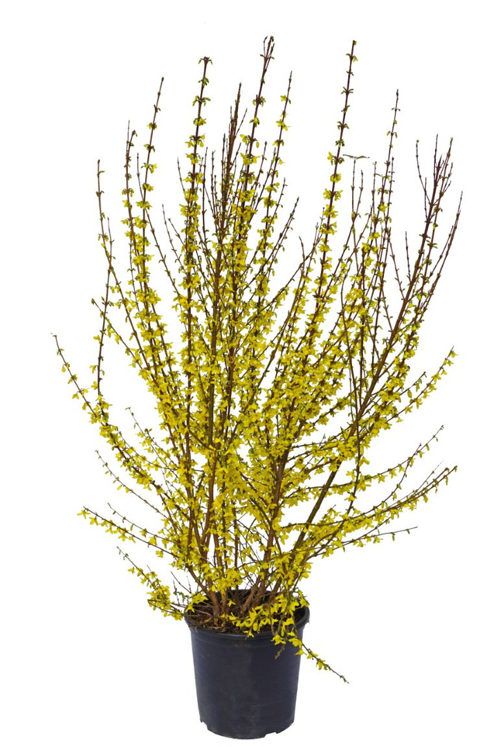 Forsitija tarpinė (Lot Forsythia int.) 'Week-End' C15 100-125 CM