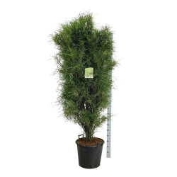 Šaltekšnis paprastasis (Lot Frangula a.) 'Fine Line' C55 175-200CM EXTRA - nuotrauka 2