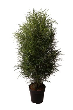 Šaltekšnis paprastasis (Lot Frangula alnus) 'Ron Williams' C15 100-125 CM