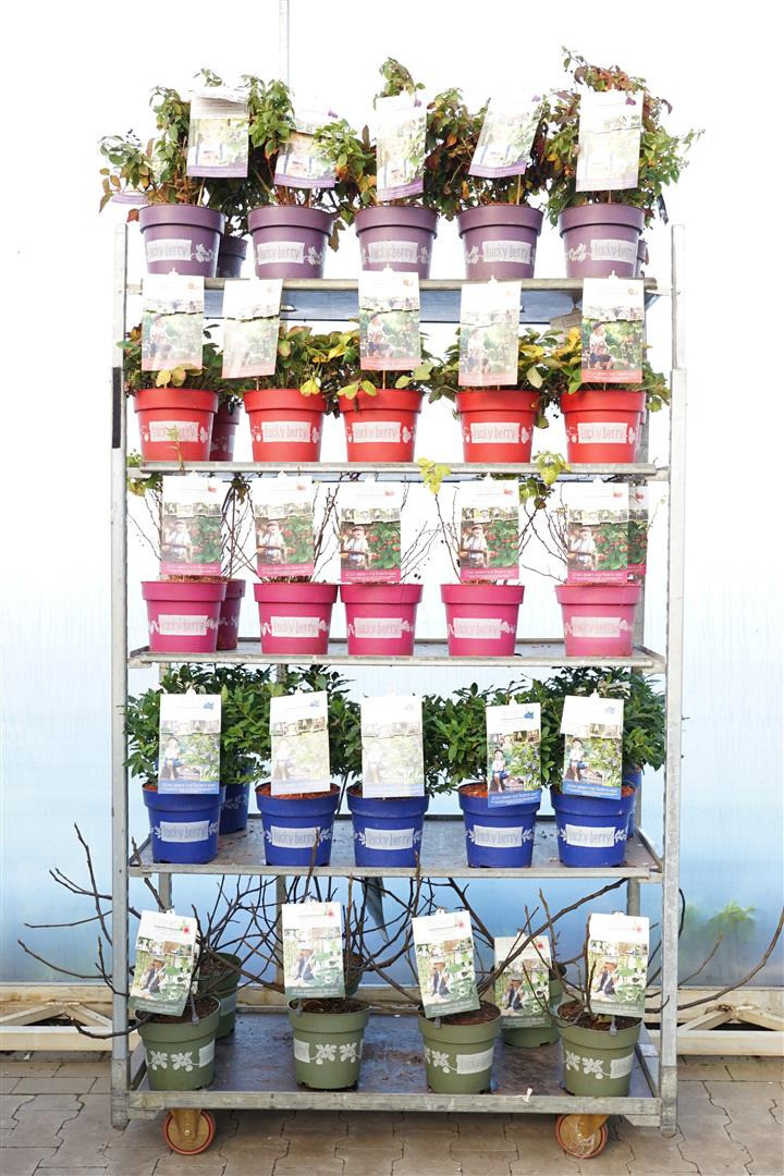 Vaisių MIX (Lot Fruit in)  4x17 Ficus, Fragaria Rubus idaeus, Ribes fruticosa & Vaccinium in cultivars C6,5/P24 40-50 CM