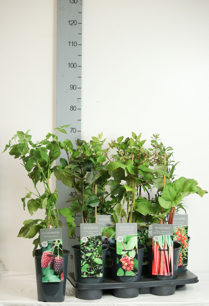 Vaisių MIX (Lot Fruit in) C3/P19 40-60 CM
