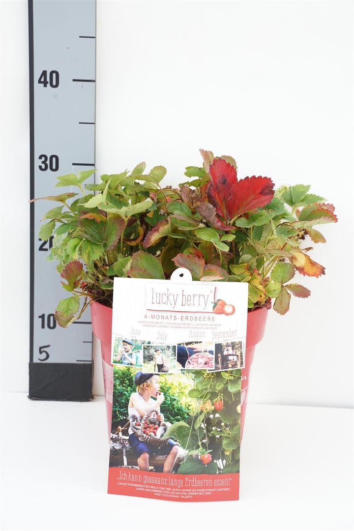 Braškė (Lot Fragaria) 'Lucky Berry' C6,5/P24 40-50 CM | FUKSIJOS | VIENMETĖS GĖLĖS
