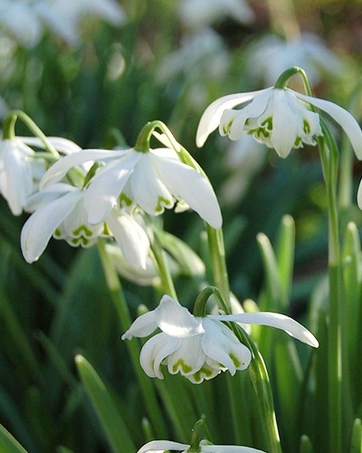 Žvilgioji snieguolė (Lot Galanthus) 'Flore Pleno' | GAUROS | DAUGIAMETĖS GĖLĖS