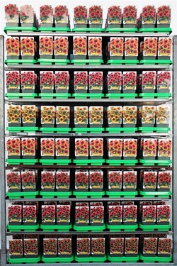 Gailiardija MIX (Lot Gaillardia in)  P11
