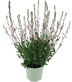 Gaura (Lot Gaura lindh.) 'Whirling Butterflies' C2/P17 - nuotrauka 2