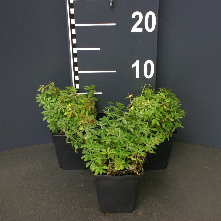 Kvapusis lipikas (Lot Galium odoratum)  P9 JAUNI AUGALAI