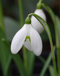 Žvilgioji snieguolė worronowii (Lot Galanthus worronowii) | SNAPUČIAI | SMILGOS - VARPINIAI AUGALAI