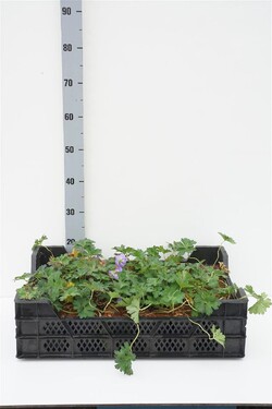 Snaputis (Lot Geranium) 'Azura Rush' P9 JAUNI AUGALAI