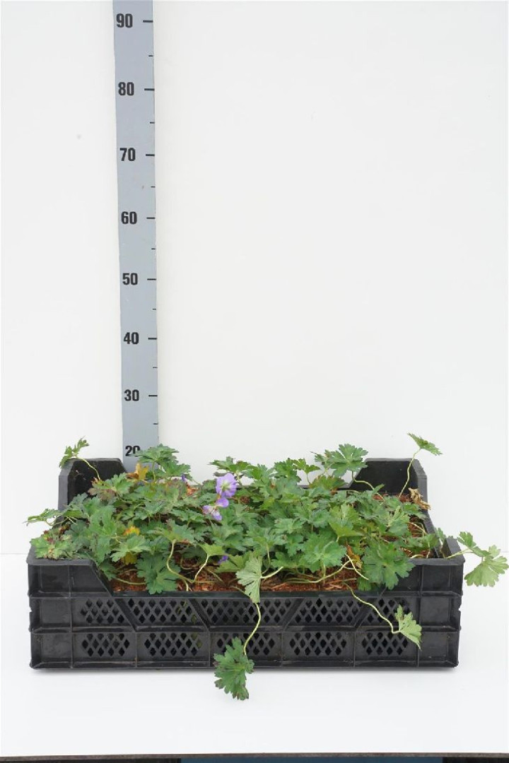 Snaputis (Lot Geranium) 'Azura Rush' P9 JAUNI AUGALAI