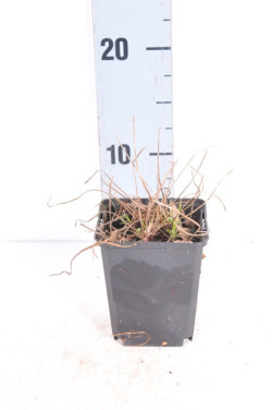 Snaputis (Lot Geranium) 'Brookside' P9 | SNAPUČIAI | SMILGOS - VARPINIAI AUGALAI