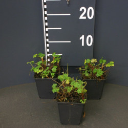 Snaputis cantabr. (Lot Geranium cantabr.) 'Cambridge' P9 | SNAPUČIAI | SMILGOS - VARPINIAI AUGALAI